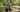 Serene older woman riding an electric tricycle on a peaceful park path in morning light