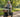 Serene older woman riding an electric tricycle on a peaceful park path in morning light